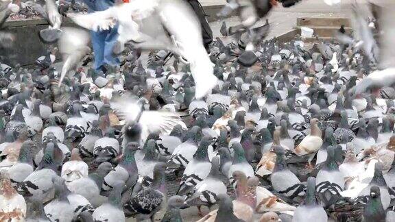 数百只城市鸽子聚集在巴塞罗那的街道上给这名妇女喂食