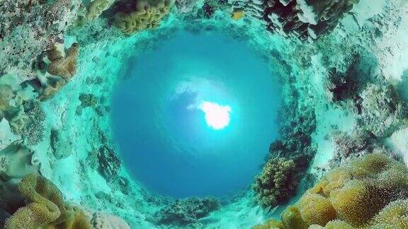 珊瑚礁的水下世界Panglao、菲律宾