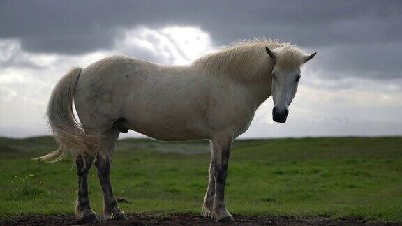 冰岛自然风景中的冰岛马