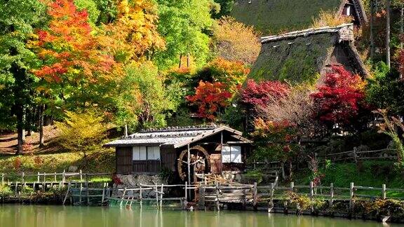 日本高山飞田民俗村的一棵秋色斑斓的树