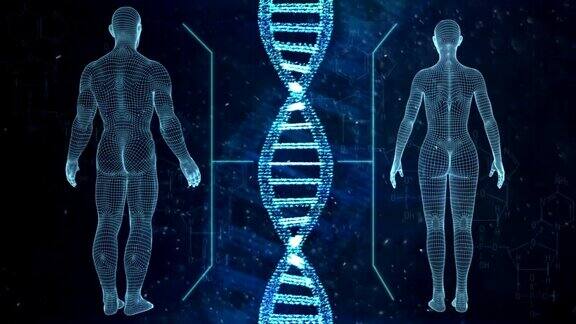DNA串人物男人和女人可循环的高清