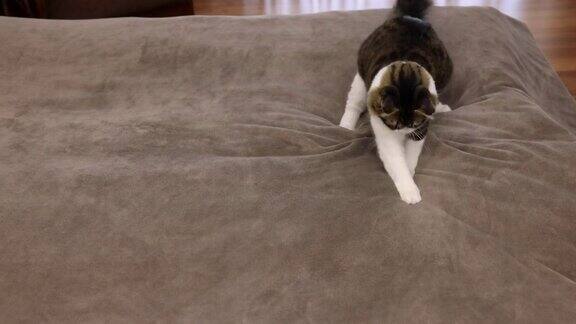 淘气的猫在床上玩挪威森林猫