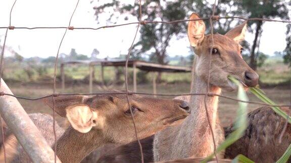 鹿一家人在钢篱笆里吃草4kDCI慢动作