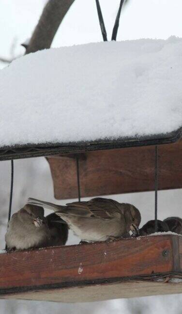 垂直视频:在降雪的背景下家养麻雀在雪下啄食