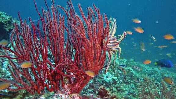 水下红指柳珊瑚(didogorgianodulifera)