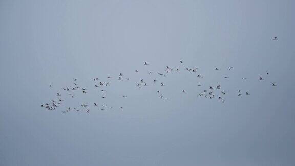 在非洲的肯尼亚大草原上一群鸟儿在晴朗的天空中飞翔