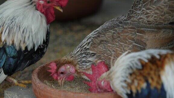 在农场饲养不同年龄的矮脚鸡