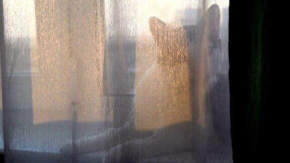 家猫躺在窗户上舔自己透过4k透明窗帘观看