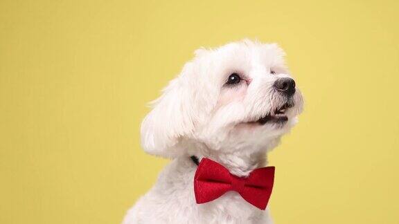 在演播室里毛茸茸的白色比雄小狗抬头看着伸出舌头喘息着戴着红色的领结在黄色的背景上是绅士