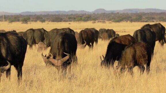 南非莫卡拉国家公园草原上放牧的非洲水牛