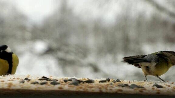 山雀在冬天主要在喂鸟器中啄食种子