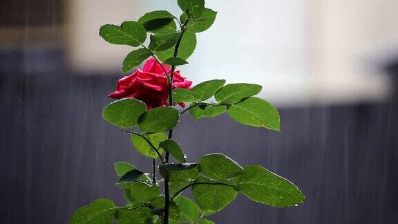 红玫瑰花盛开与小雨的背景