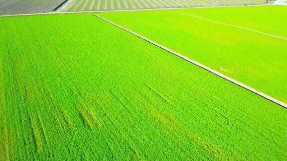 被长长的灌溉渠环绕的多汁的绿色田野