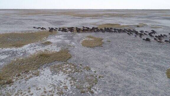 鸟瞰一群角马奔跑在广阔的Makgadikgadi潘