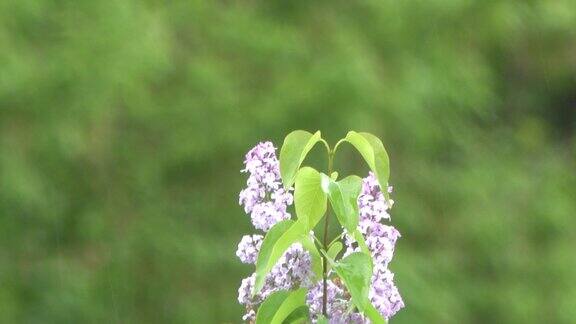 盛开的紫丁香枝和雨
