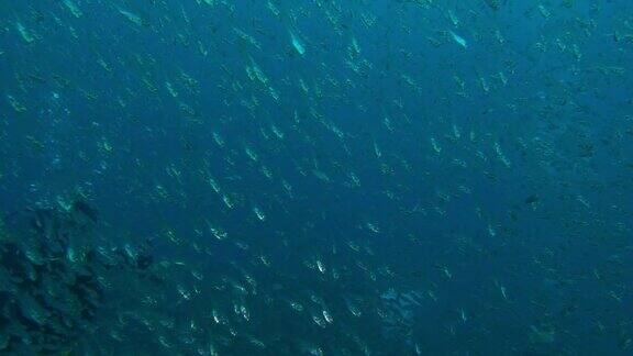 太平洋海底成群的微小玻璃鱼