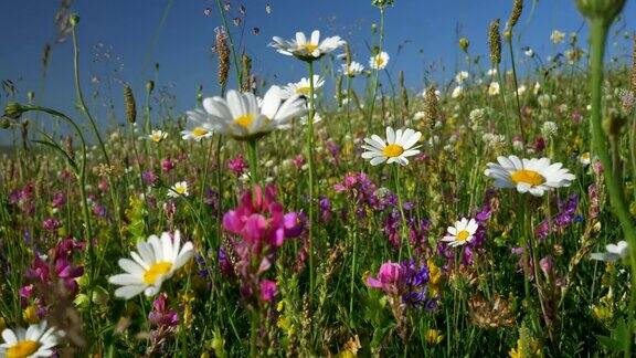 草地上有野花甘菊和其他花朵在风中摇曳相机前进4k
