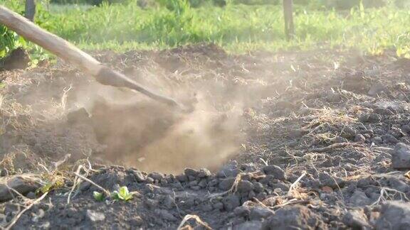 农夫在田里干活用锄头挖洞地面干燥尘土飞扬田间的农具