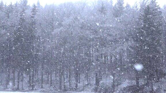 近距离:大雪从空中飘落到高大的树木和白雪覆盖的平原上