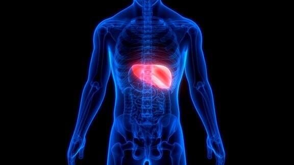 人类的肝脏解剖学