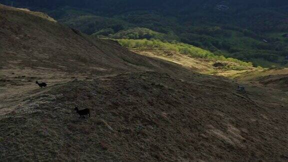 无人机拍摄山顶上的山羊