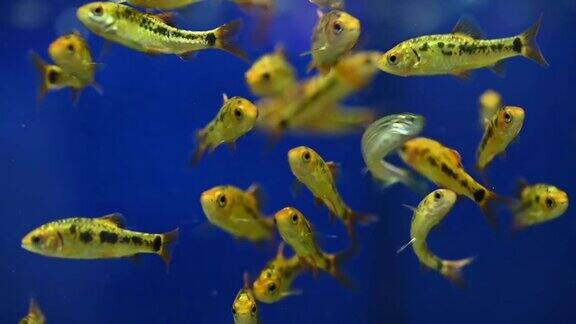 许多金鱼在一个玻璃鱼缸里游泳美丽的淡水宠物美丽的养鱼创意