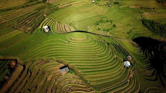 鸟瞰图稻田梯田全景山坡上种植水稻