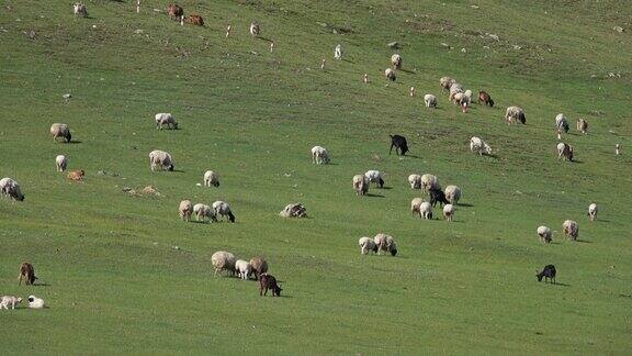 在草地上吃草的一群绵羊和山羊