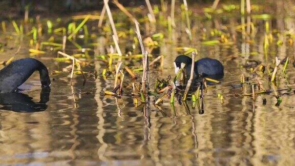 水鸟在洱海的芦苇丛中觅食