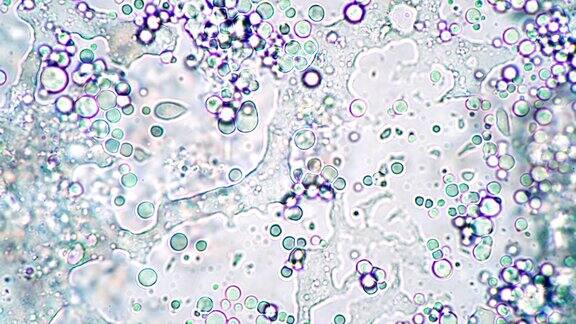 显微镜下乳酸菌发酵剂中乳酸菌的光亮团块