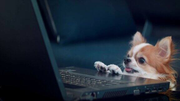狗和笔记本电脑