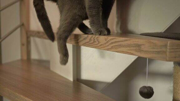 英国短毛猫走上木楼梯