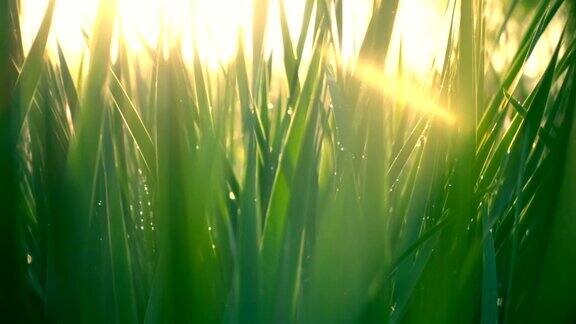 阳光下的绿草