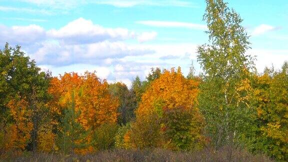 风景优美的秋季景观有五颜六色的树木草和其他植被在山上和蓝天白云