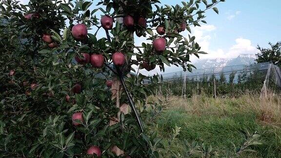 意大利特伦蒂诺-上阿迪杰地区的苹果园