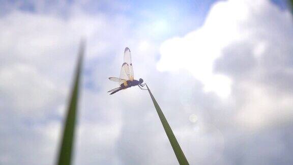 慢镜头蜻蜓捉草风吹
