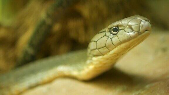 有着浅条纹皮肤的威严的毒蛇美丽的单眼镜王眼镜蛇在岩石上的饲养笼