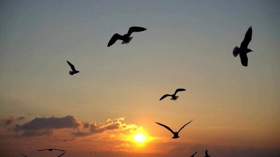 天空中有海鸥缓慢的运动