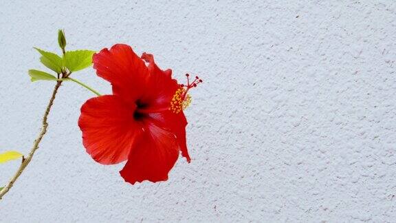 在绳上盛开的芙蓉花冲绳亚热带地区盛开的美丽花朵