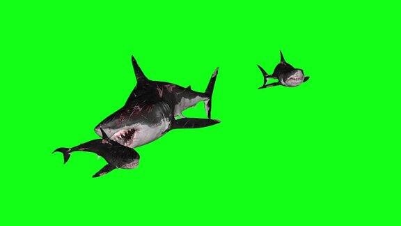 鲨鱼游泳在一个圆形绿色屏幕前-3D渲染动画