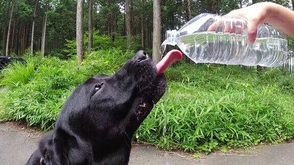 在炎热的夏天口渴的狗狗伸出舌头喝水