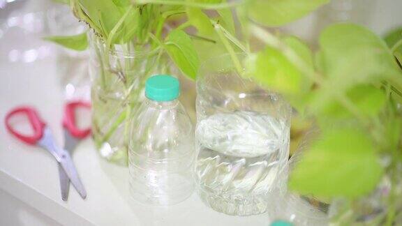 用回收的塑料瓶在家里种植盆栽植物的特写