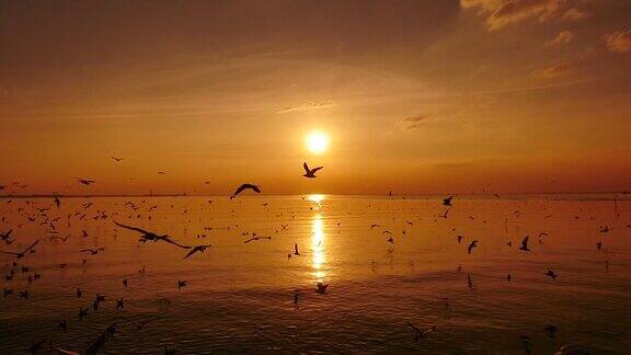 日落时海鸥在海面上飞翔的慢镜头