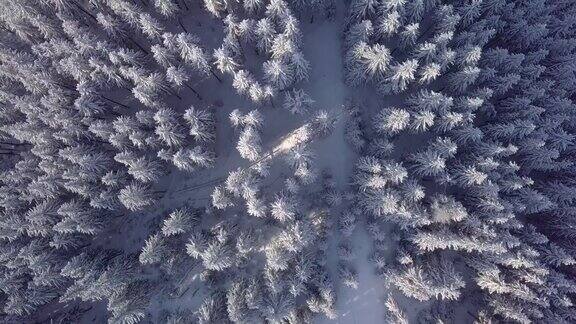 从空中飞过冰雪覆盖的云杉林