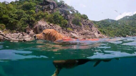 可爱的海洋金毛猎犬穿着救生衣在海里游泳
