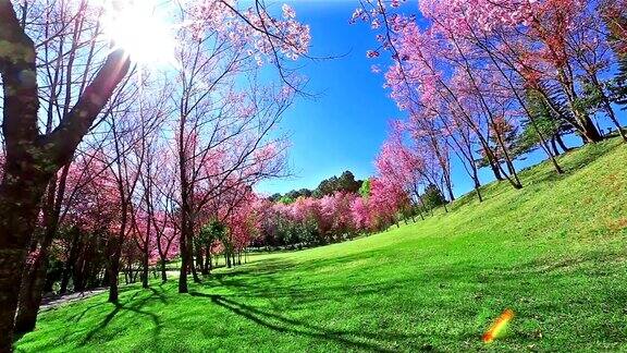 樱花樱花