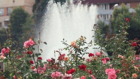 美丽的粉红色的玫瑰在城市广场附近的喷泉阳光明媚的夏日微风动态场景色调视频50fps