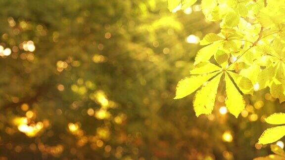 黄色的树枝树叶在阳光下