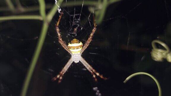 蛛网上的蜘蛛捕捉昆虫的特写