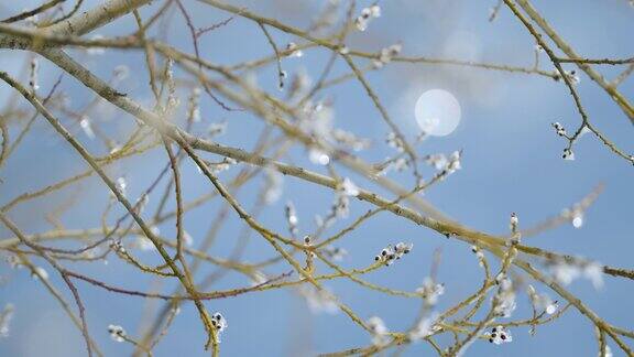 被冰覆盖的柳枝上有毛茸茸的银色花蕾在摇摆春天的柳树映衬着蓝天散景
